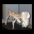 Dinosaur Project